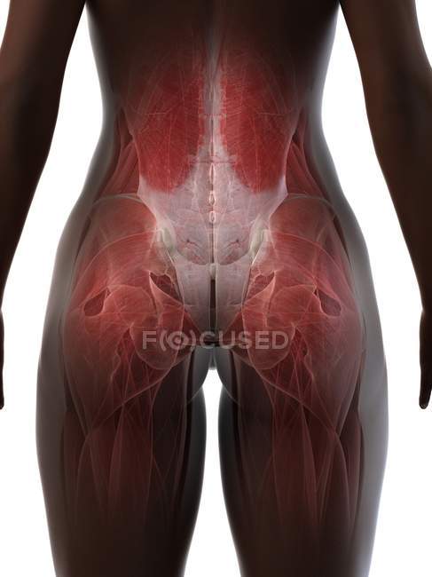 Anatomía femenina de la parte inferior del cuerpo y las nalgas, ilustración por computadora . - foto de stock