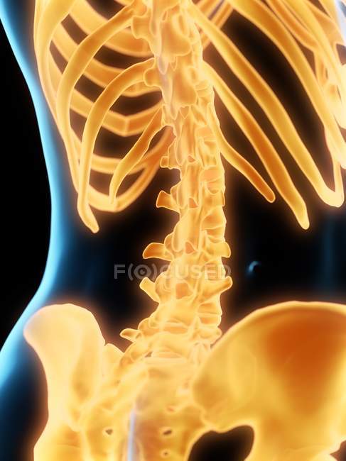 Lumbar spine in female body, computer illustration — Stock Photo