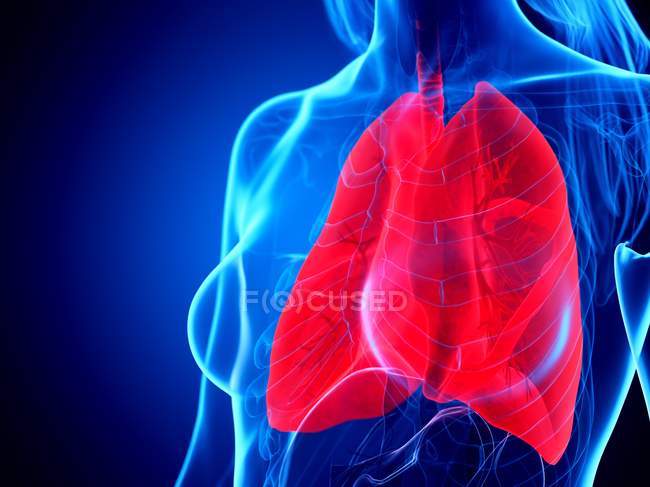 Червоні легені в силуеті жіночого тіла на синьому фоні, цифрова ілюстрація. — стокове фото