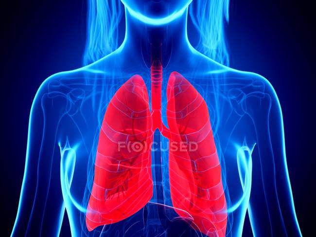 Red colored lungs in female body silhouette on blue background, digital illustration. — Stock Photo