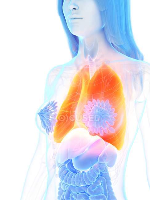 Помаранчеві кольорові легені в силуеті жіночого тіла, комп'ютерна ілюстрація . — стокове фото