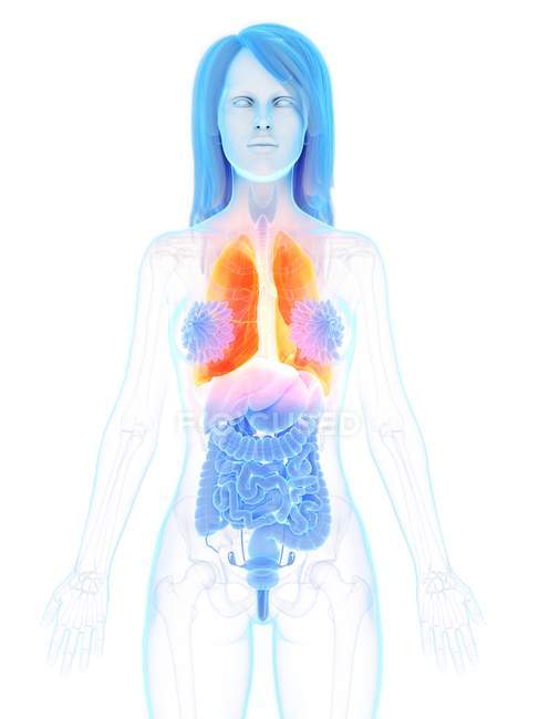 Помаранчеві кольорові легені в силуеті жіночого тіла, комп 