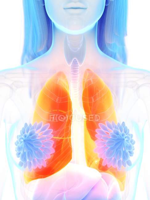 Orangefarbene Lungen in weiblicher Körpersilhouette, Computerillustration. — Stockfoto