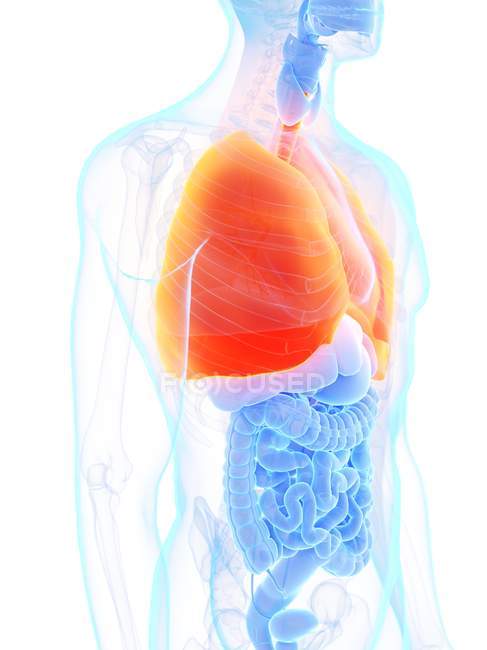 Orangefarbene Lungen in männlicher Körpersilhouette, Computerillustration. — Stockfoto