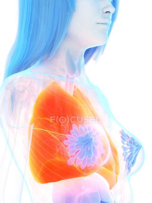 Pulmones de color naranja en la silueta del cuerpo femenino, ilustración por computadora . - foto de stock