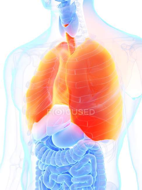 Orange colored lungs in male body silhouette, computer illustration. — Stock Photo
