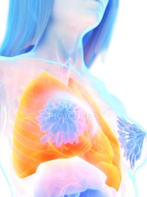 Оранжевый цвет легких в женском силуэте тела, компьютерная иллюстрация . — стоковое фото