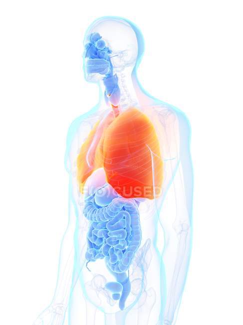 Помаранчеві кольорові легені в силуеті чоловічого тіла, комп'ютерна ілюстрація . — стокове фото