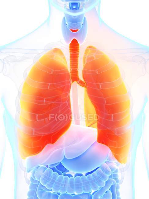 Помаранчеві кольорові легені в силуеті чоловічого тіла, комп 