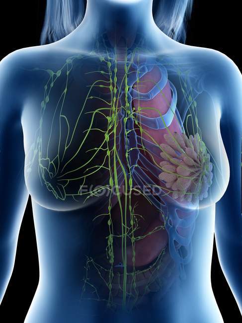 Lymph nodes in female body, midsection, computer illustration. — Stock Photo