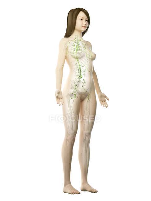 Corps féminin transparent avec système lymphatique visible, illustration numérique
. — Photo de stock