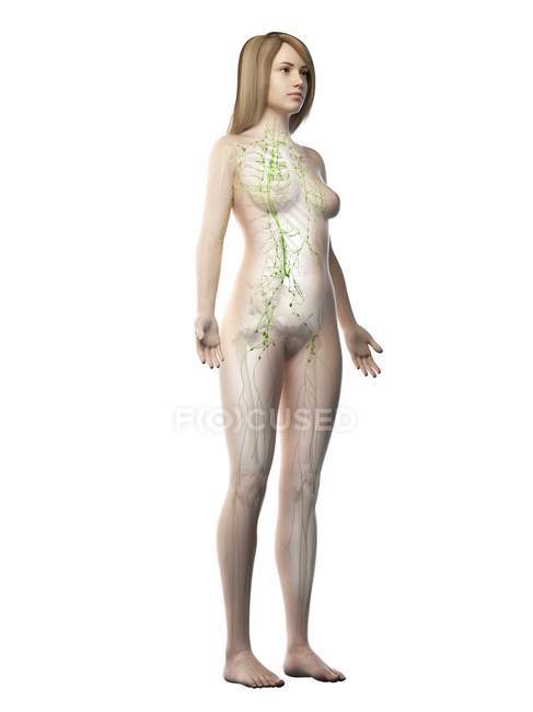 Прозрачное женское тело с видимой лимфатической системой, цифровая иллюстрация . — стоковое фото