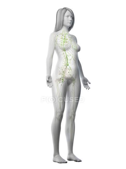 Прозоре жіноче тіло з видимою лімфатичною системою, цифрова ілюстрація . — стокове фото