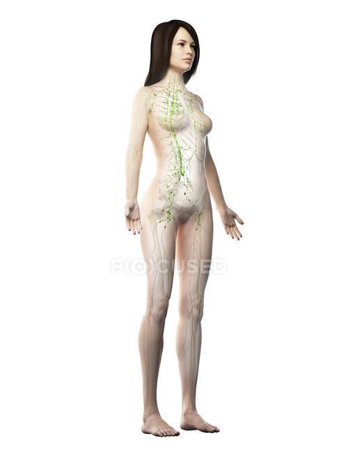 Transparent female body with visible lymphatic system, digital illustration. — Stock Photo