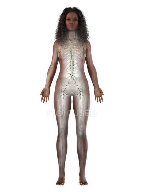 Cuerpo femenino transparente con sistema linfático visible, ilustración digital . - foto de stock