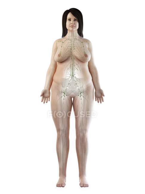 Corps féminin obèse transparent avec système lymphatique visible, illustration numérique . — Photo de stock