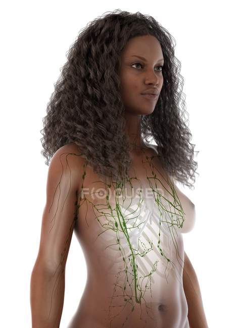 Weiblicher anatomischer Körper mit sichtbarem Lymphsystem, Computerillustration. — Stockfoto