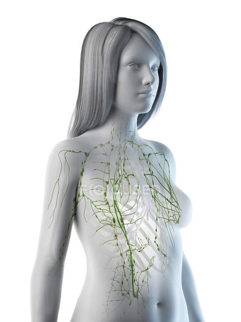 Corpo anatomico femminile con sistema linfatico visibile, illustrazione al computer . — Foto stock