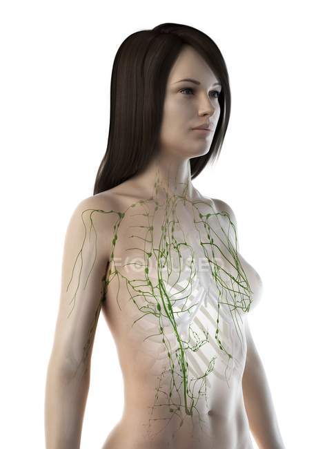 Corps anatomique féminin avec système lymphatique visible, illustration par ordinateur . — Photo de stock