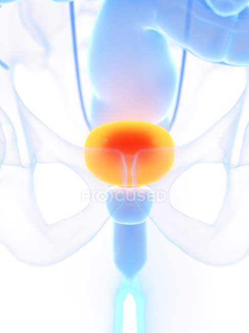 Оранжевый цвет мочевого пузыря в мужском силуэте тела, компьютерная иллюстрация . — стоковое фото