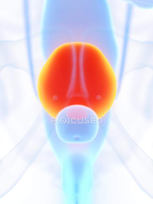 Vescica di colore arancione nella silhouette del corpo maschile, illustrazione del computer . — Foto stock