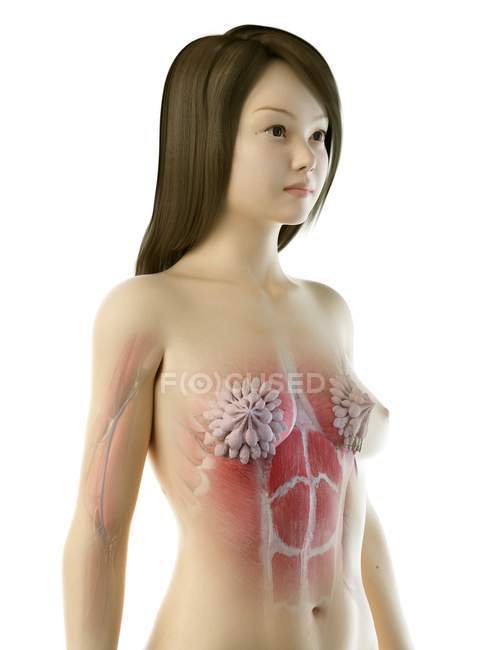 Glándulas mamarias coloreadas en el cuerpo realista femenino, ilustración digital . - foto de stock