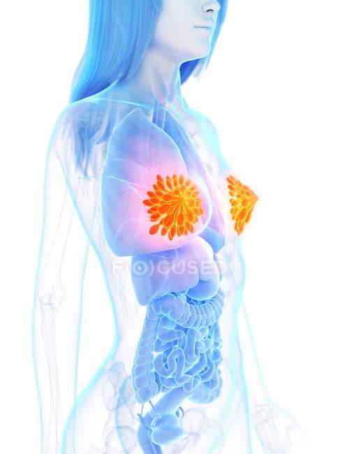 Кольорові молочні залози в жіночому абстрактному тілі, цифрові ілюстрації. — стокове фото