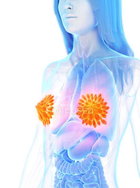 Цветные молочные железы в женском абстрактном теле, цифровая иллюстрация
. — стоковое фото