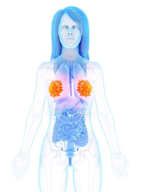 Farbige Brustdrüsen im abstrakten weiblichen Körper, digitale Illustration. — Stockfoto