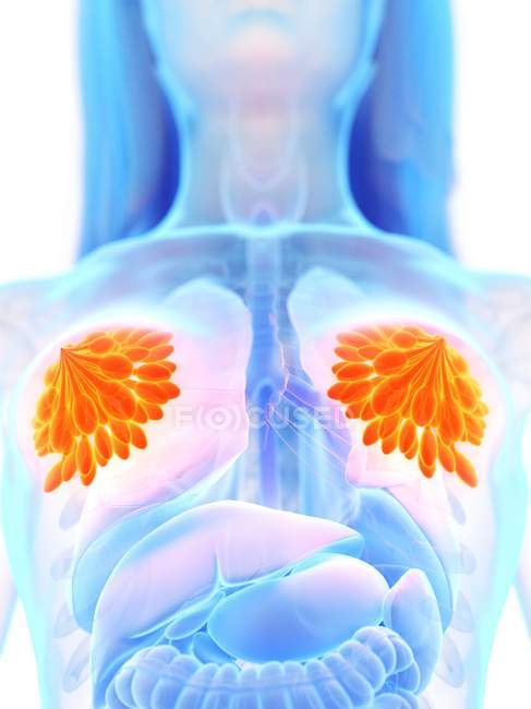 Ghiandole mammarie colorate nel corpo femminile astratto, illustrazione digitale . — Foto stock