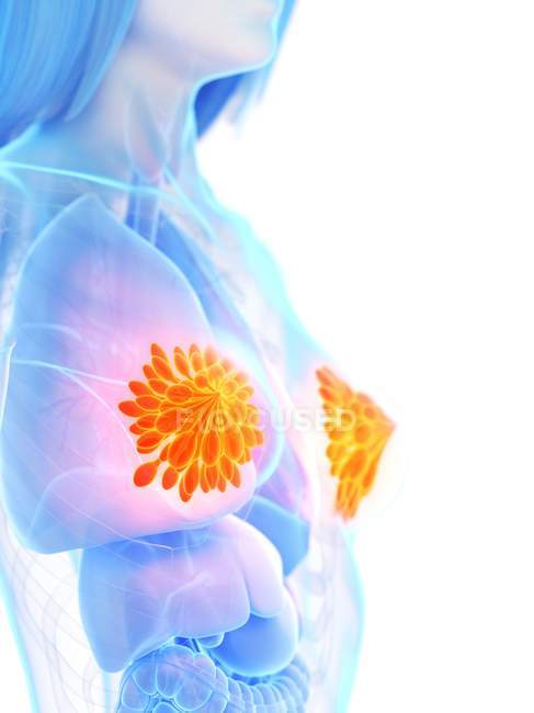 Glandes mammaires colorées dans le corps abstrait féminin, illustration numérique . — Photo de stock
