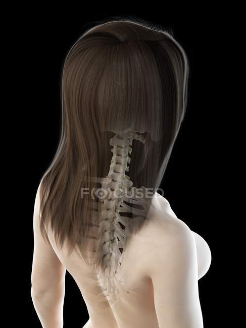 Anatomie des weiblichen Nackens und der Wirbelsäule, Computerillustration. — Stockfoto