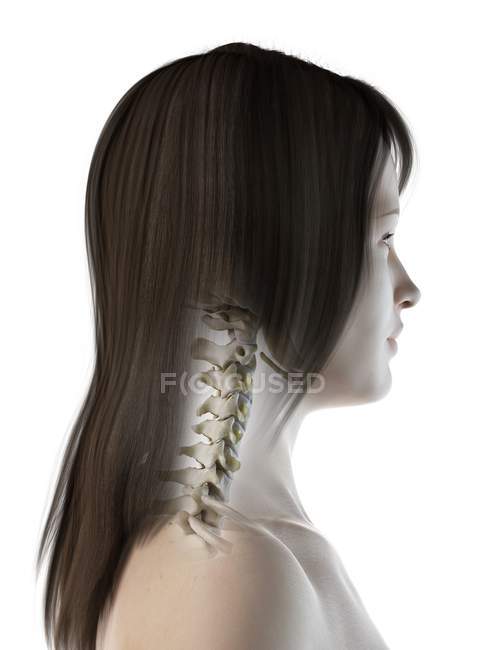 Абстрактні кістки шиї жінки, комп'ютерна ілюстрація . — стокове фото