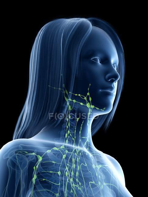 Nódulos linfáticos do pescoço do corpo feminino, ilustração do computador . — Fotografia de Stock