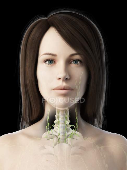 Ganglios linfáticos del cuello del cuerpo femenino, ilustración por ordenador . - foto de stock