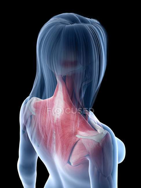 Muscles du cou et du dos dans le corps féminin, illustration par ordinateur — Photo de stock