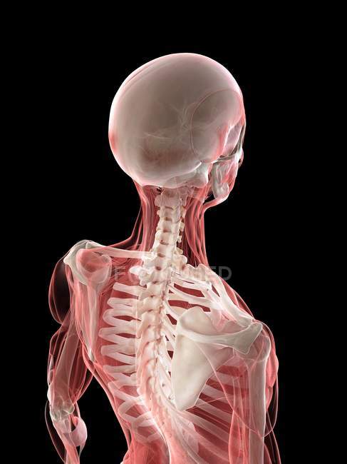 Pescoço e cabeça músculos e esqueleto no corpo feminino, ilustração do computador — Fotografia de Stock
