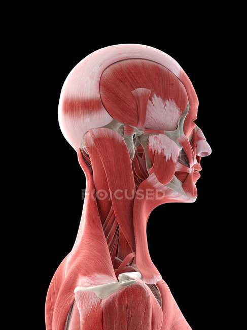 Pescoço e músculos da cabeça no corpo feminino, ilustração do computador — Fotografia de Stock