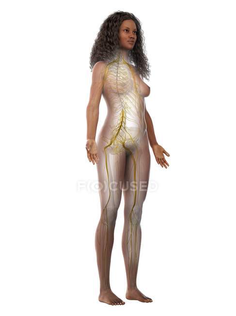 Silueta femenina mostrando nervios del sistema nervioso, ilustración por ordenador - foto de stock