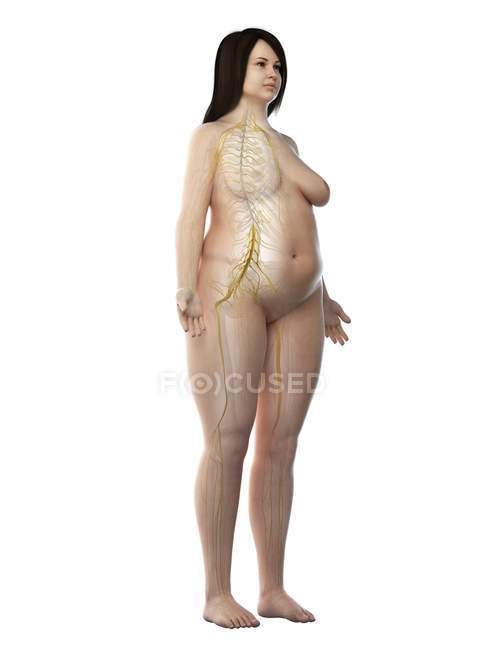 Silueta femenina obesa que muestra nervios del sistema nervioso, ilustración por computadora - foto de stock