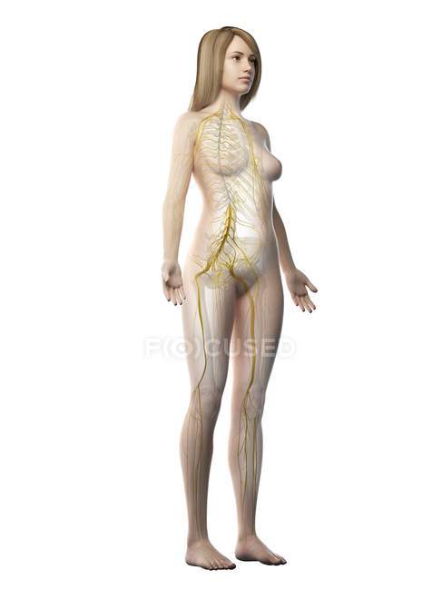 Silhouette féminine montrant les nerfs du système nerveux, illustration par ordinateur — Photo de stock