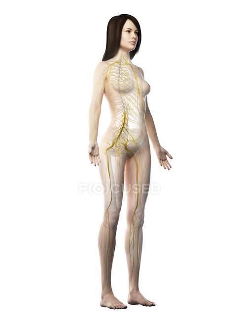 Женский силуэт показывает нервы нервной системы, компьютерная иллюстрация — стоковое фото