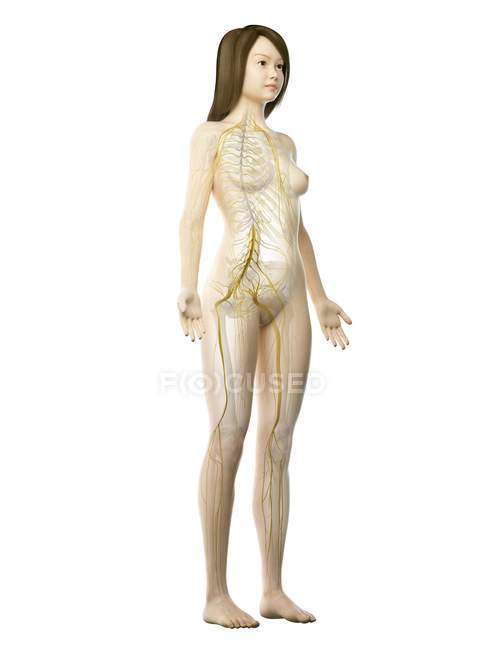 Silhouette femminile che mostra i nervi del sistema nervoso, illustrazione del computer — Foto stock