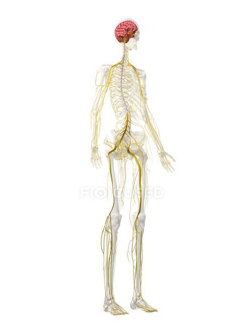 Système nerveux et cerveau dans le squelette humain, illustration par ordinateur — Photo de stock