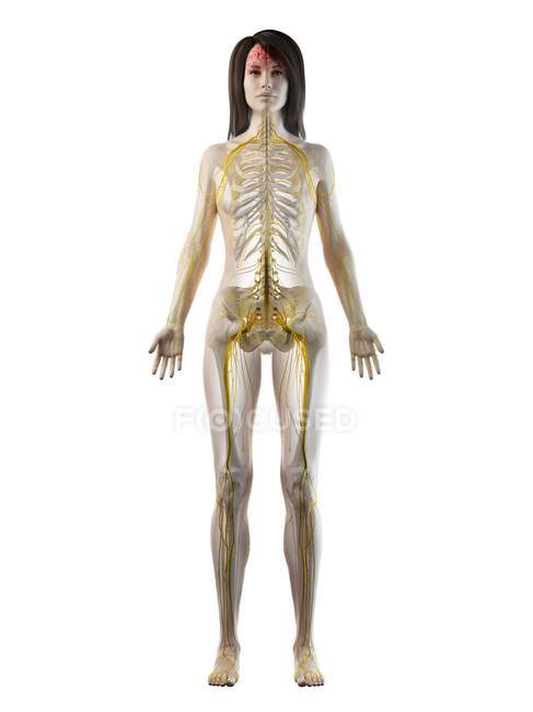 Corpo feminino com sistema nervoso visível e cérebro, ilustração computacional . — Fotografia de Stock