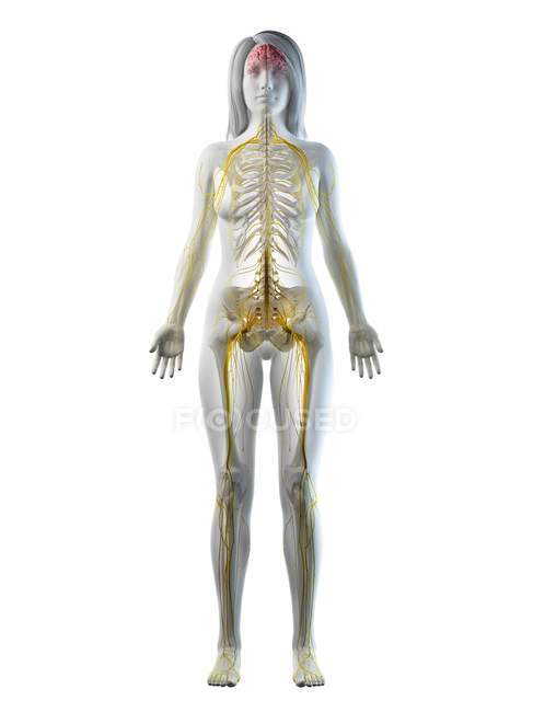 Cuerpo femenino con sistema nervioso visible y cerebro, ilustración por ordenador
. - foto de stock