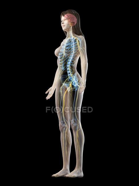 Corpo feminino com sistema nervoso visível e cérebro, ilustração computacional
. — Fotografia de Stock