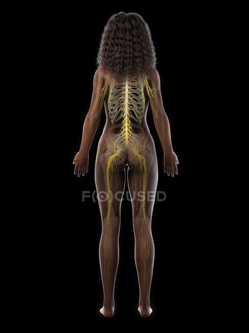 Weibliche Silhouette, die das Nervensystem des Rückens zeigt, Computerillustration. — Stockfoto