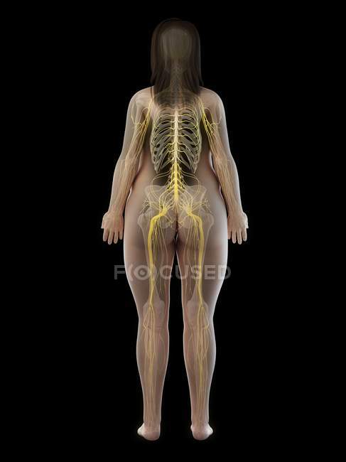 Fettleibige weibliche Silhouette, die das Nervensystem des Rückens zeigt, Computerillustration. — Stockfoto