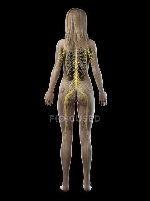 Silhouette féminine montrant le système nerveux du dos, illustration par ordinateur . — Photo de stock